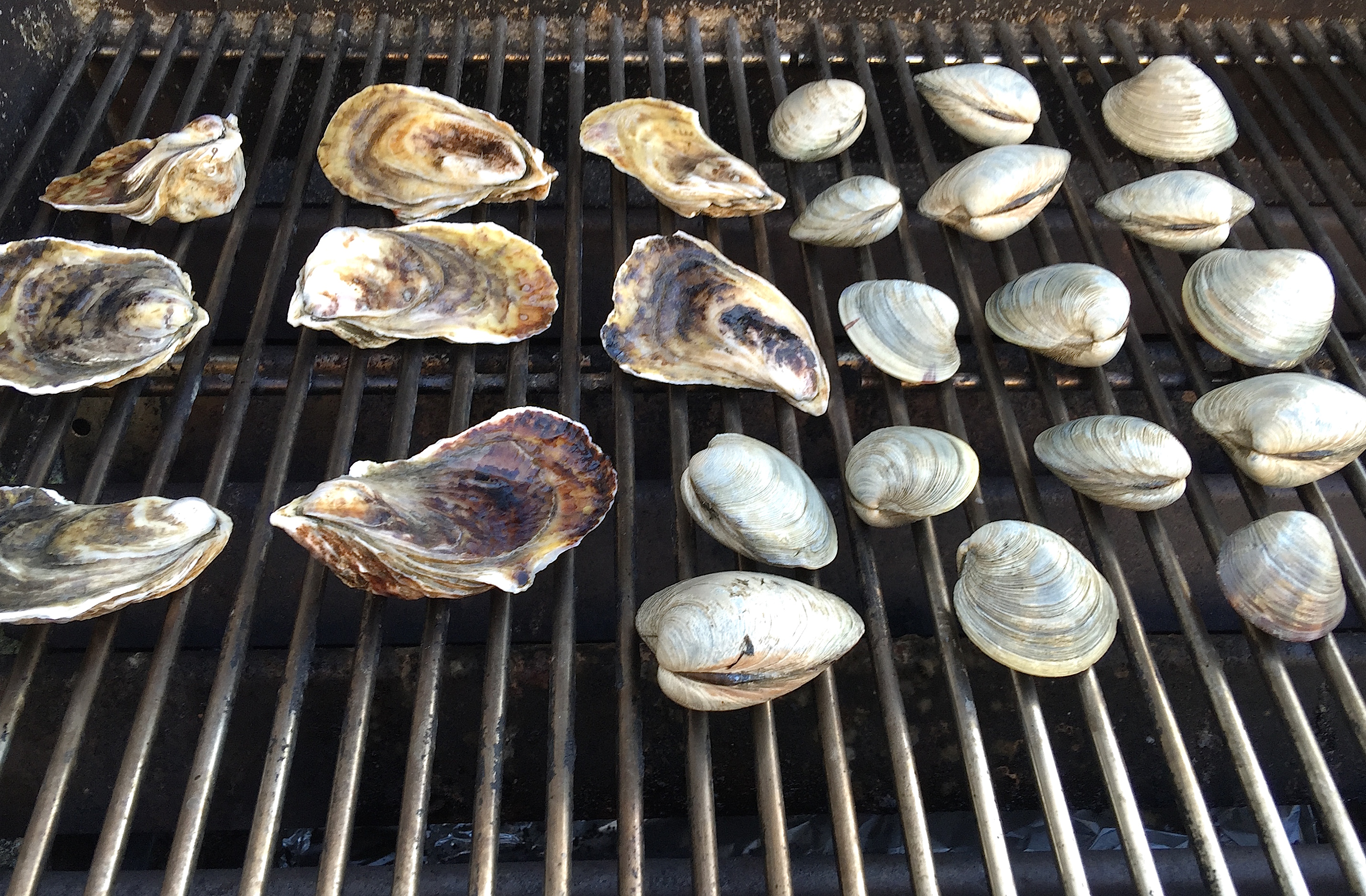 clams and oysters